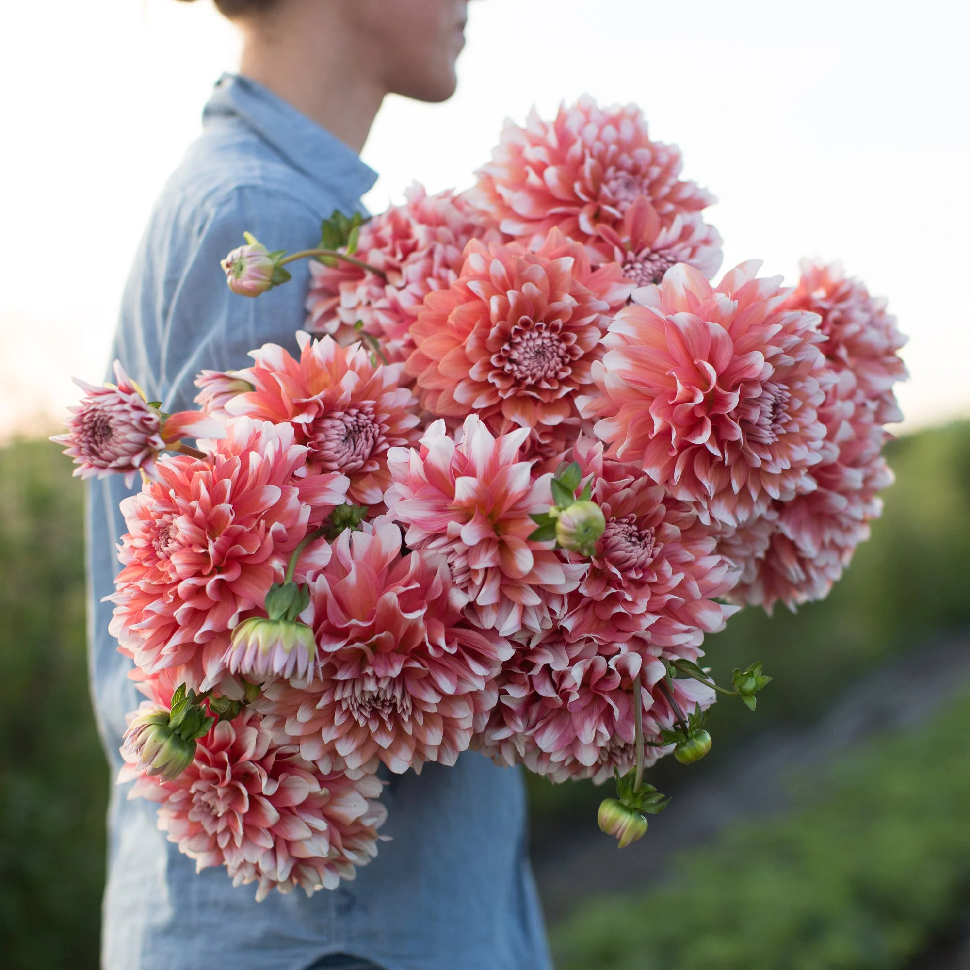 Dahlia A La Mode