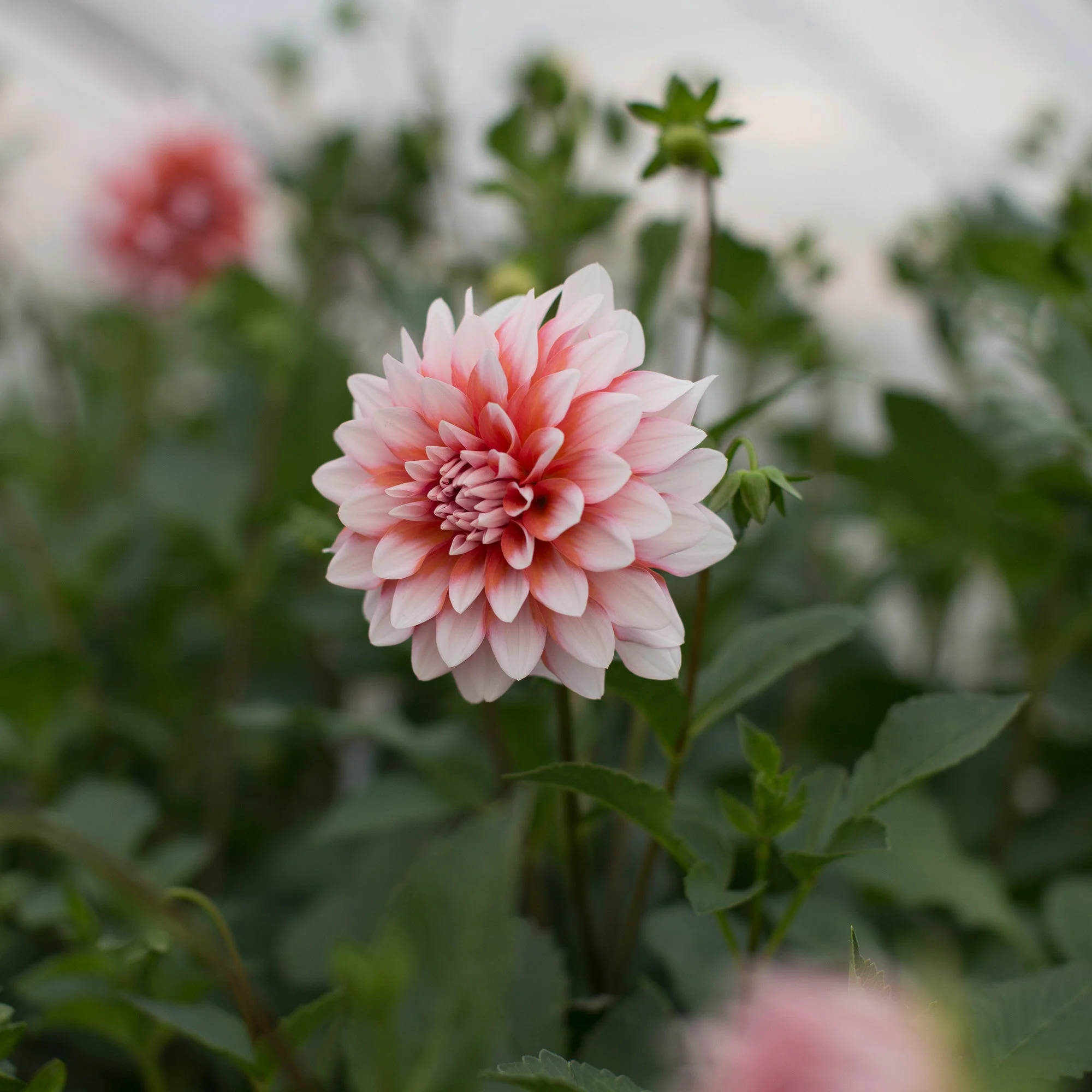 Dahlia A La Mode - Image 2