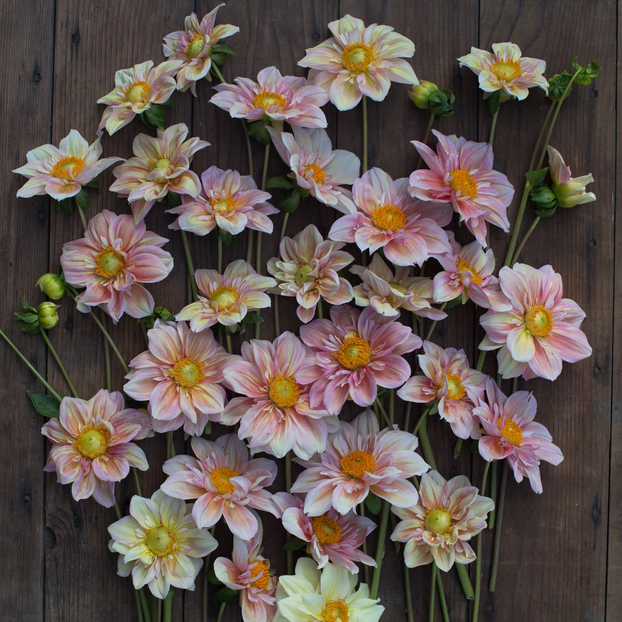 Dahlia Appleblossom - Image 4