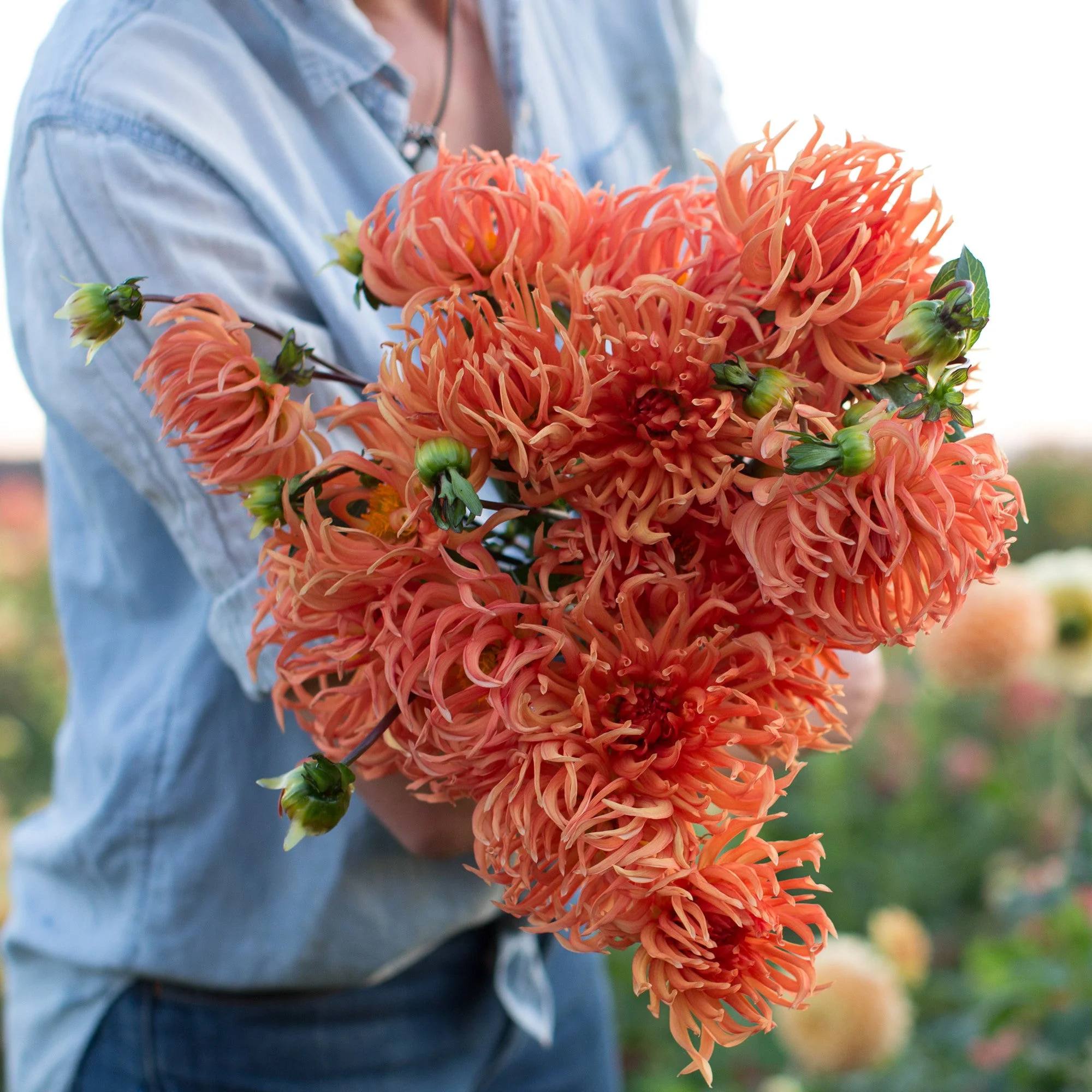 Dahlia Bed Head