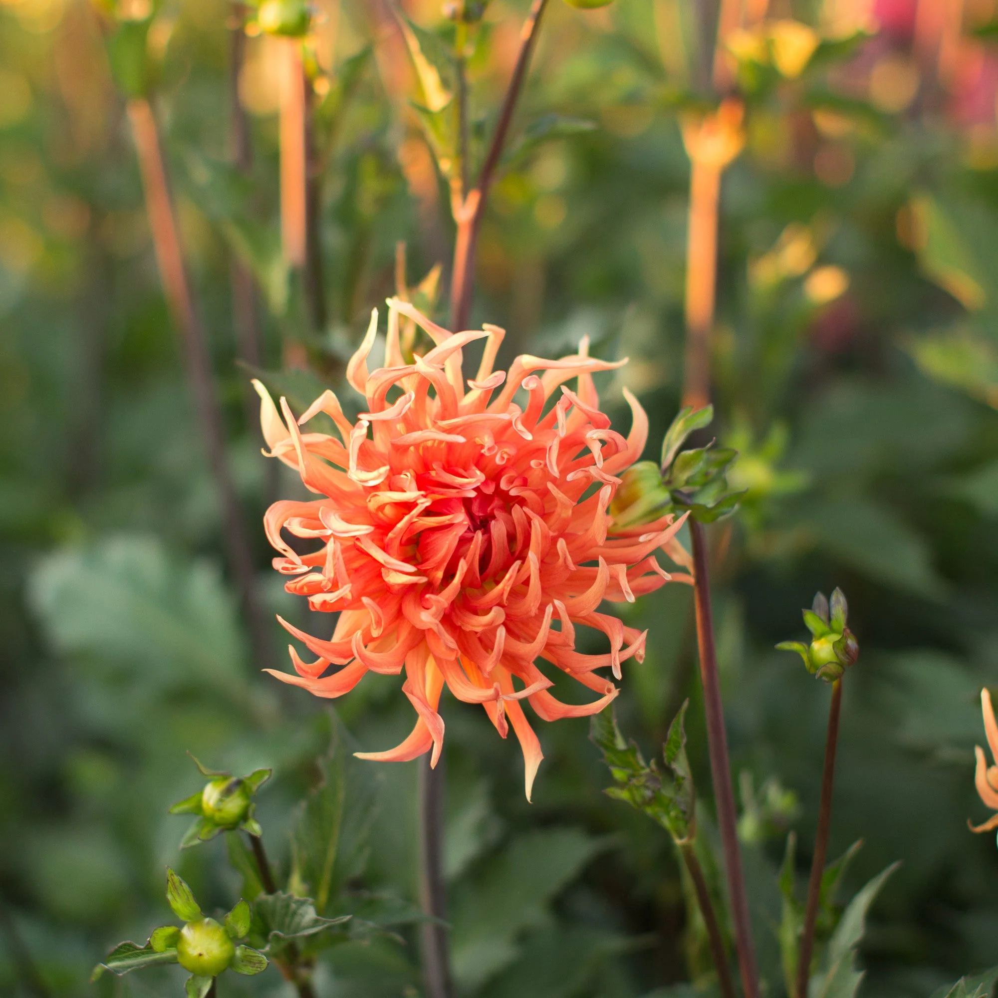 Dahlia Bed Head - Image 2