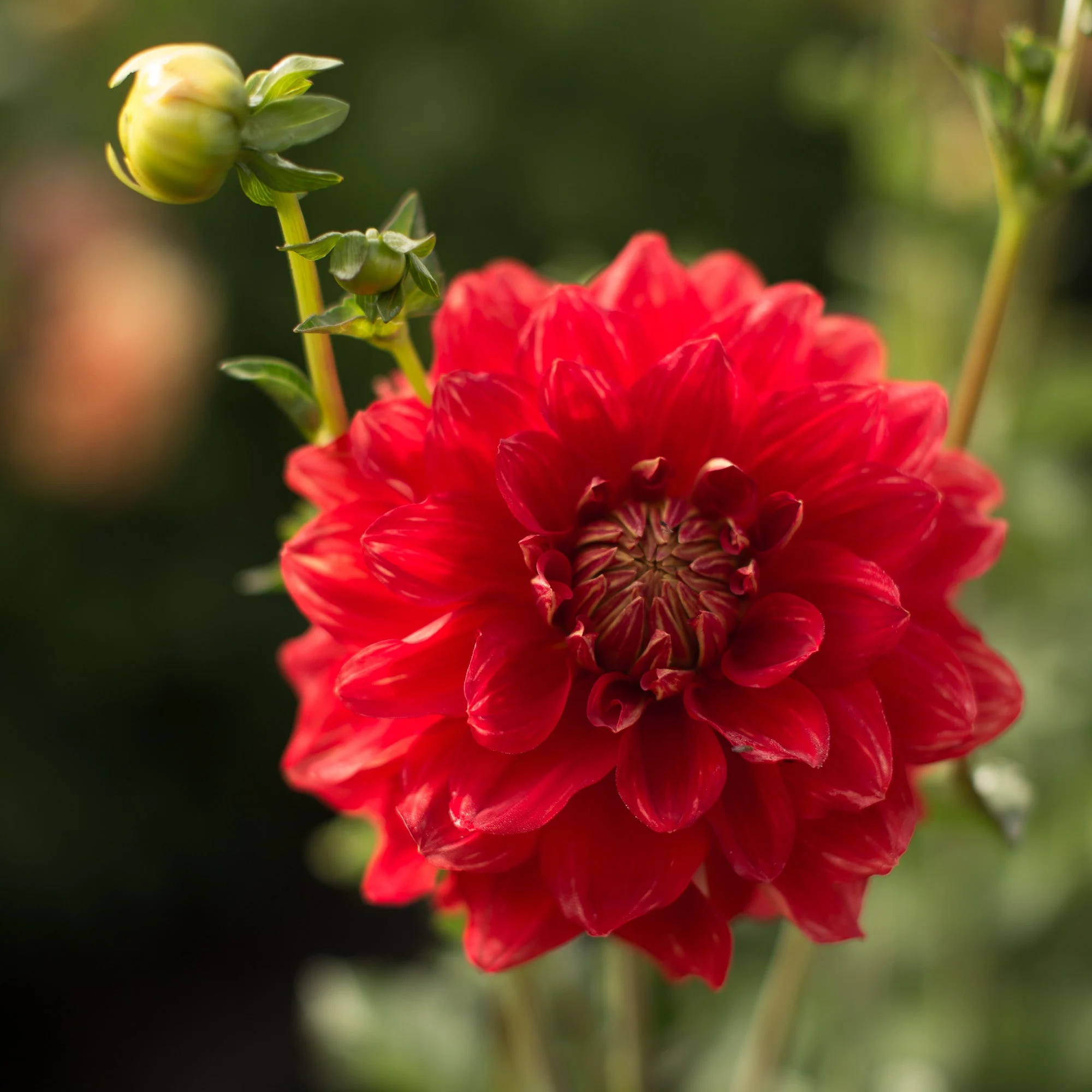 Dahlia Caliente - Image 3