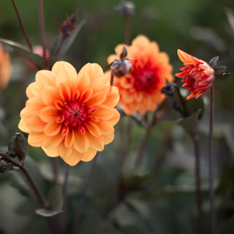 Dahlia David Howard - Image 3