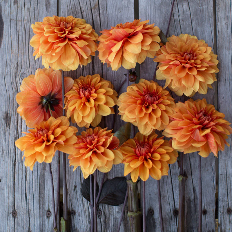 Dahlia David Howard - Image 4