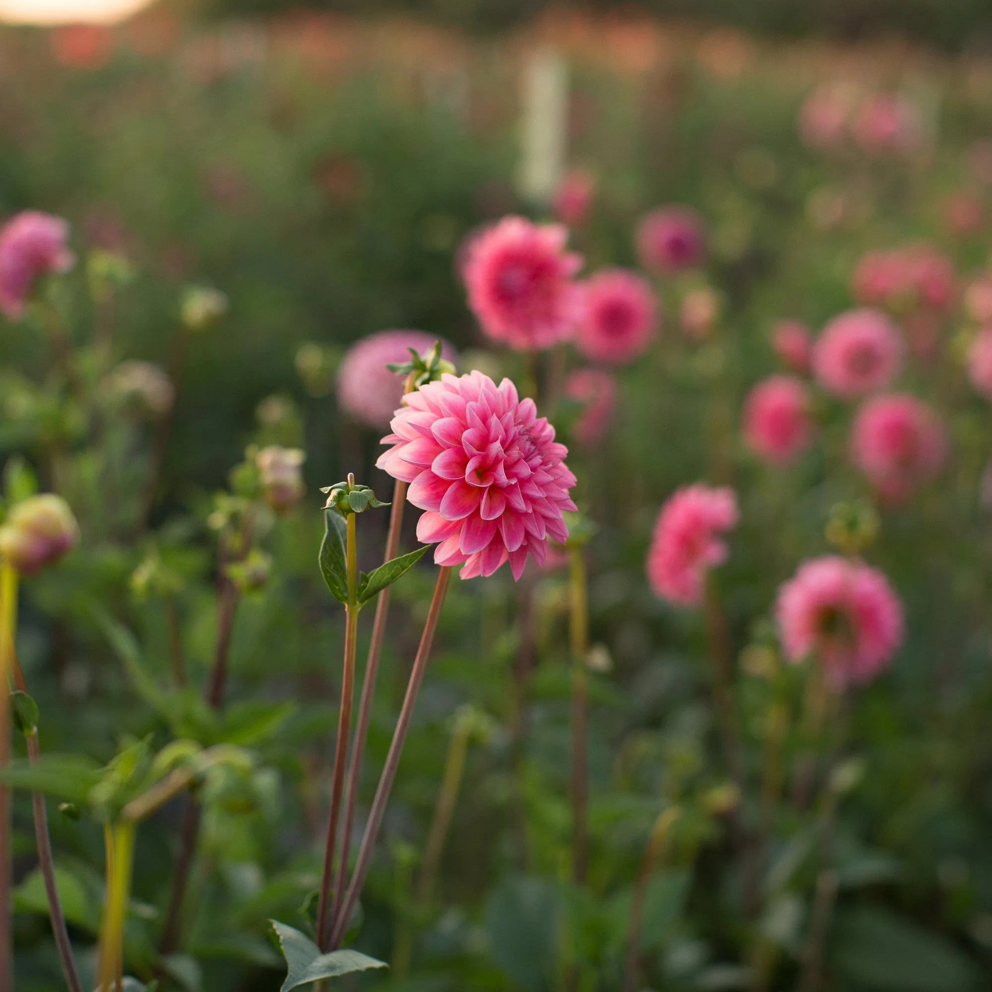 Dahlia Doris Duke - Image 2