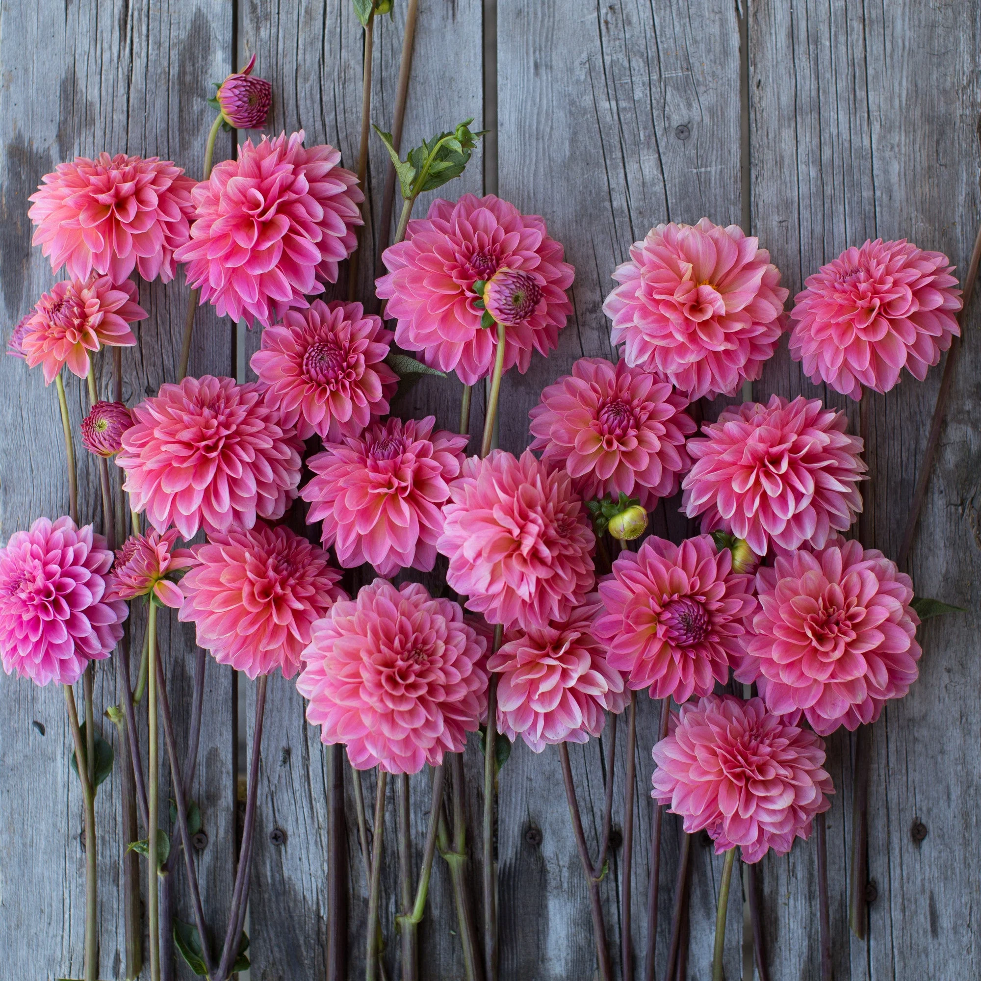 Dahlia Doris Duke - Image 3