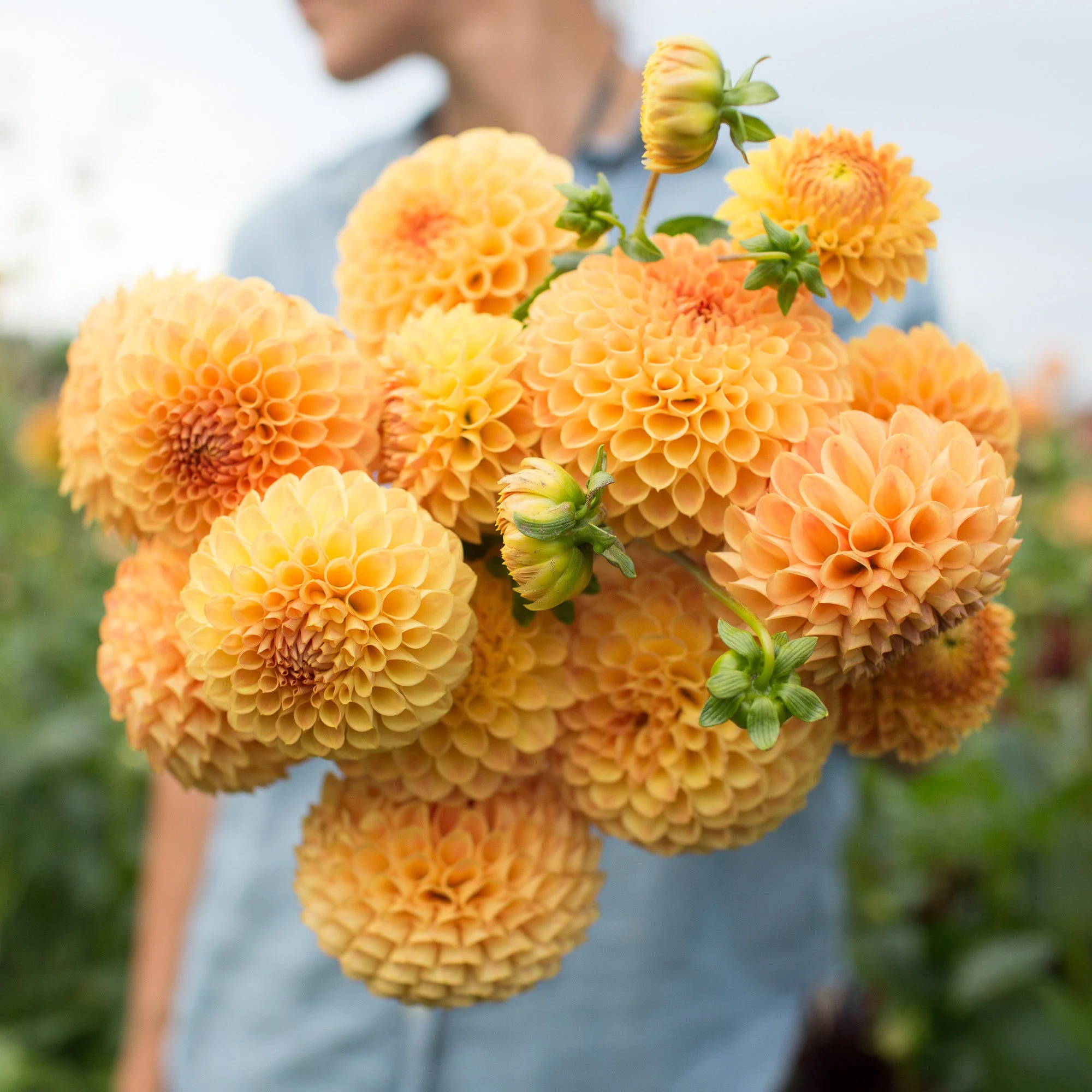 Dahlia Formby Crest