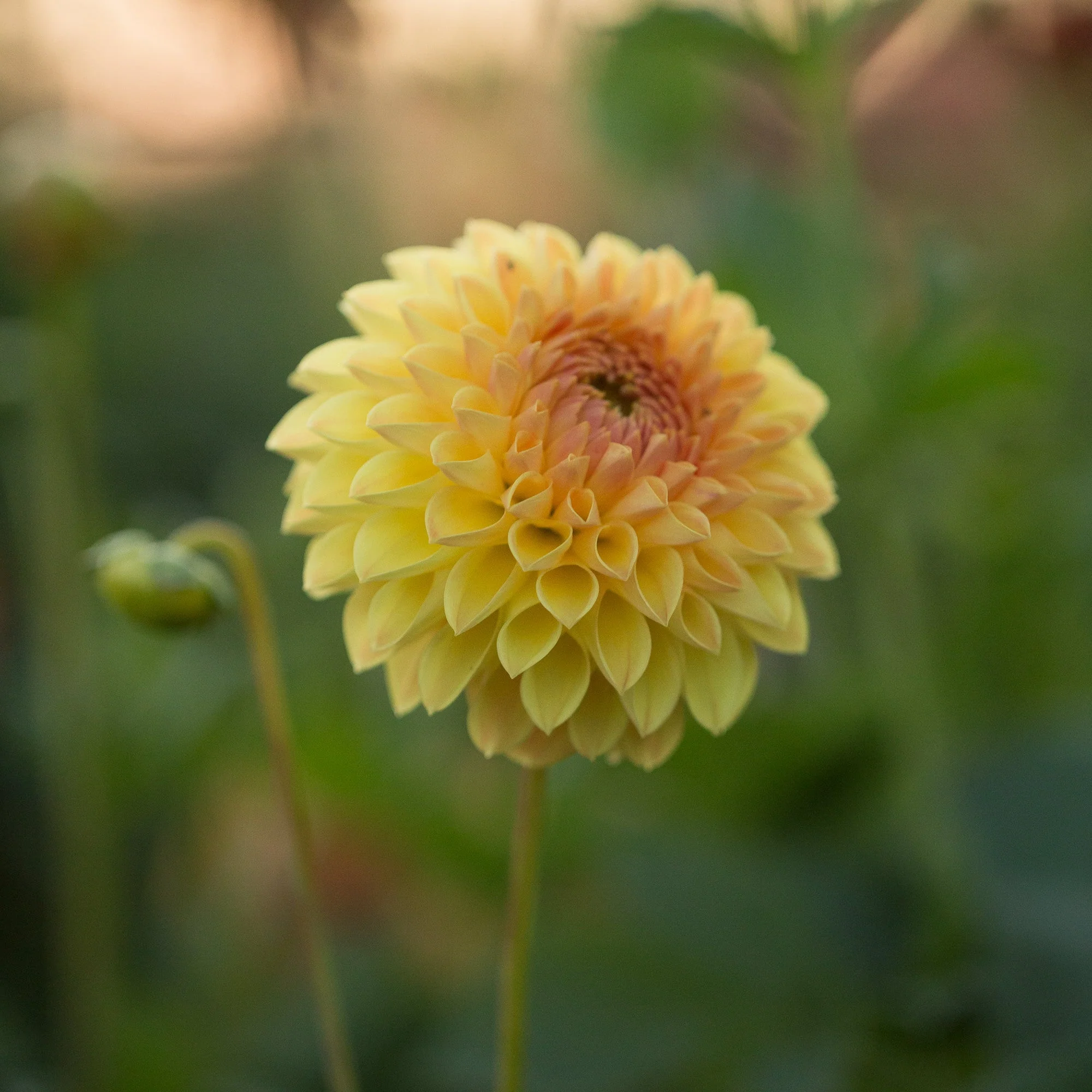 Dahlia Formby Crest - Image 2