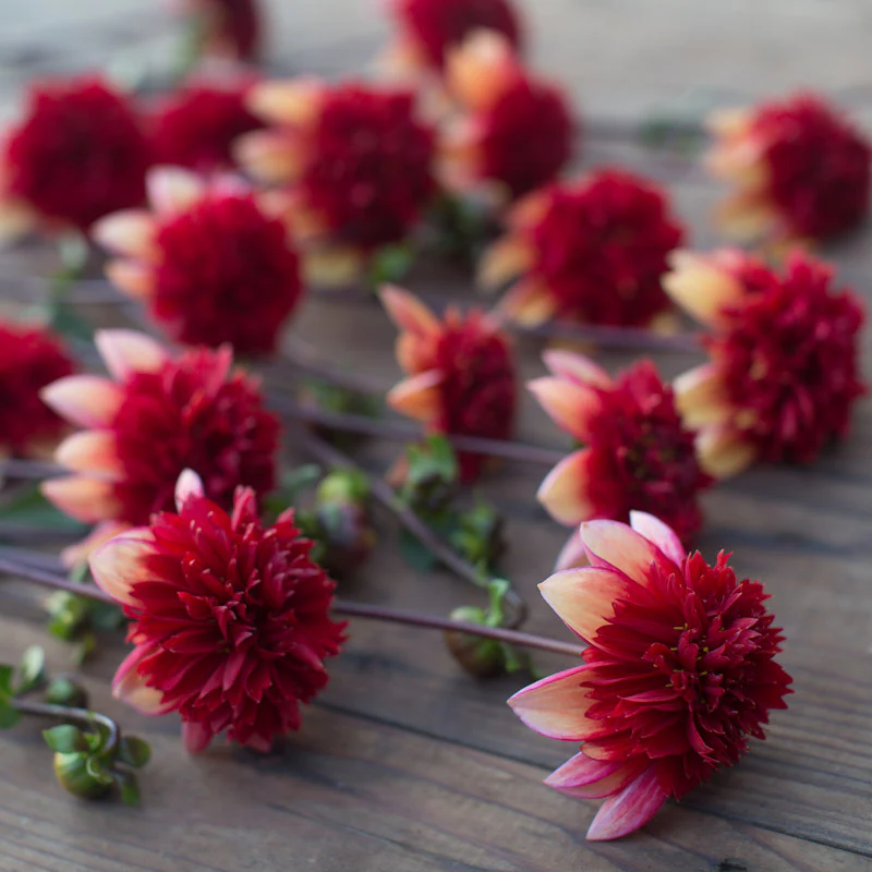 Dahlia Gitty Up - Image 4