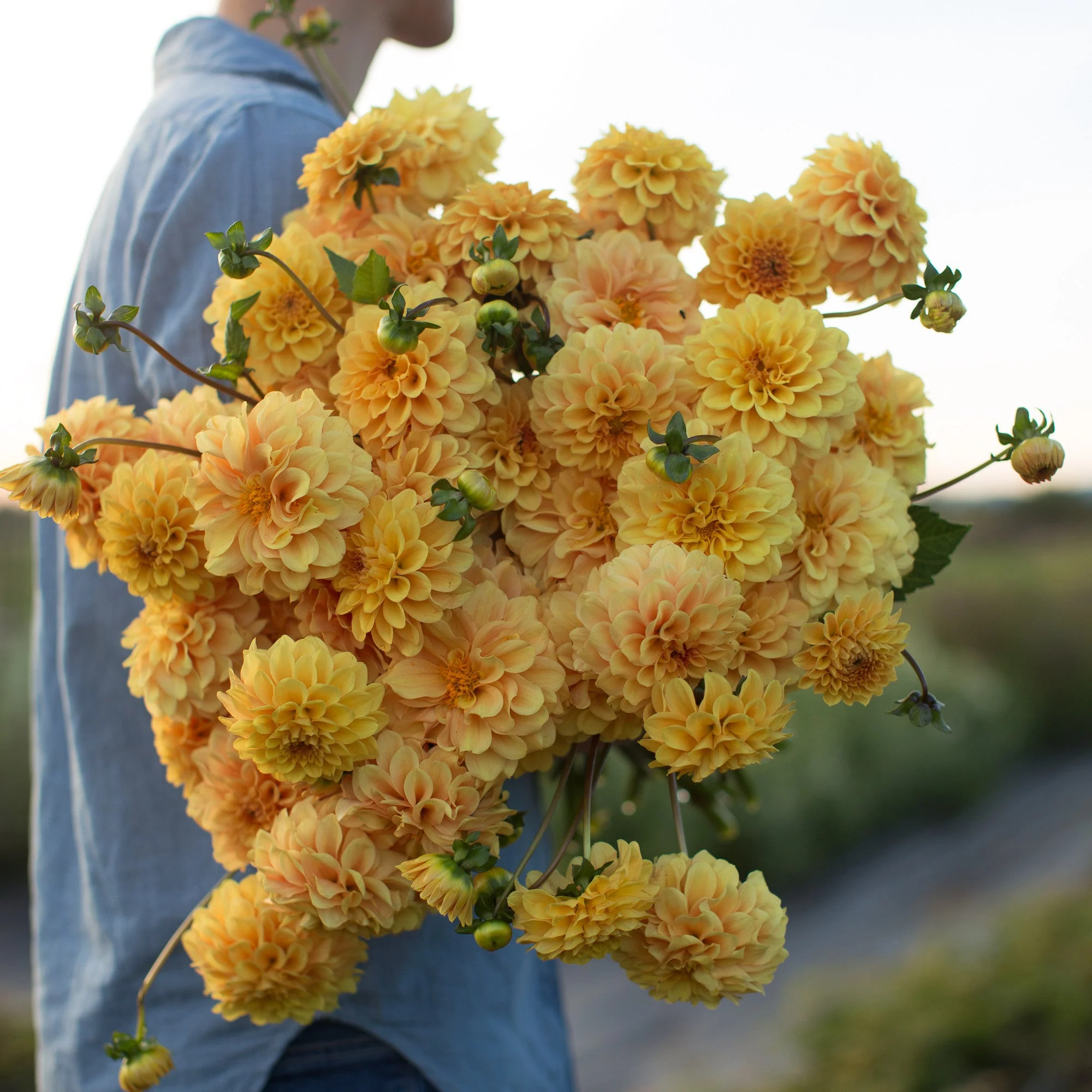 Dahlia Golden Scepter