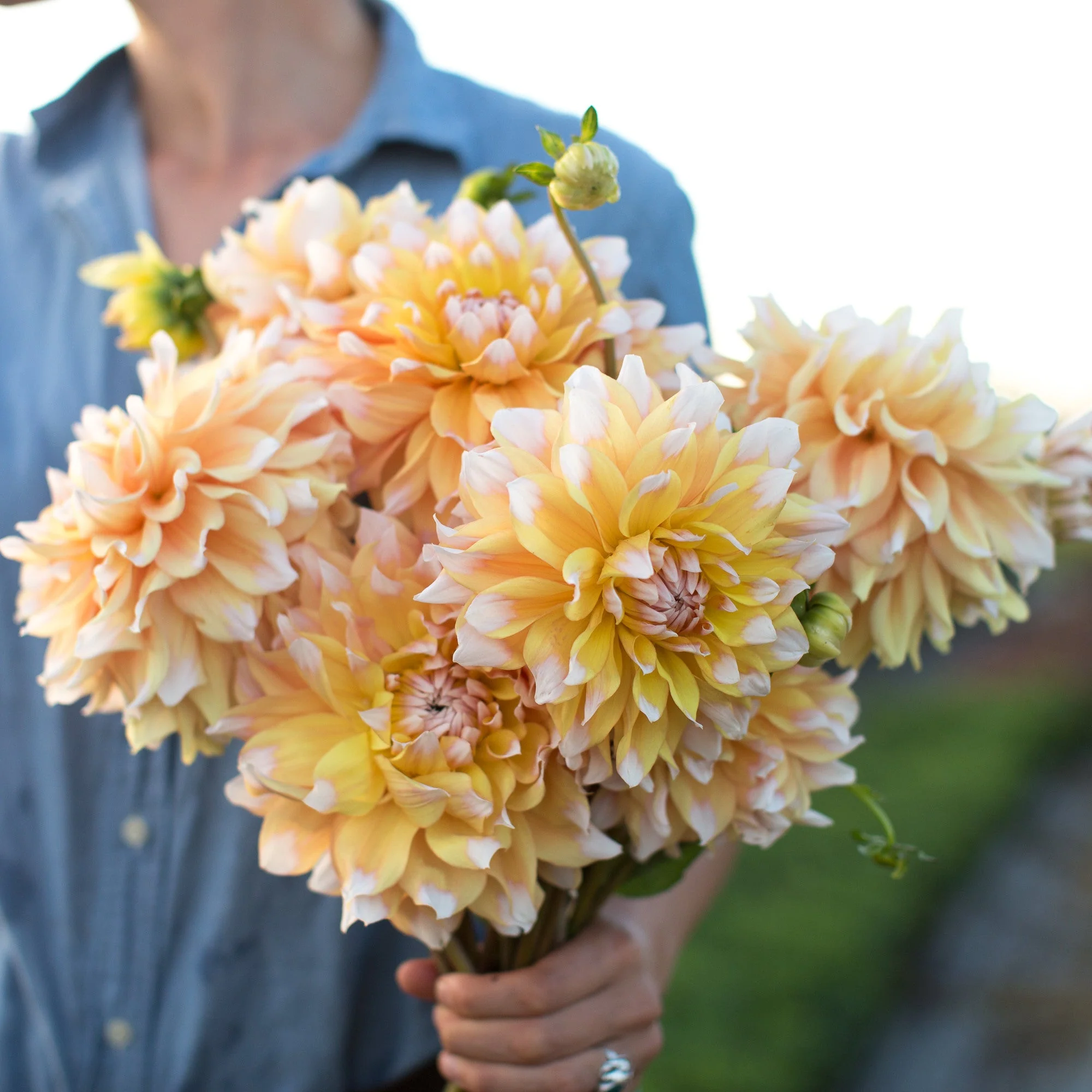 Dahlia Seattle