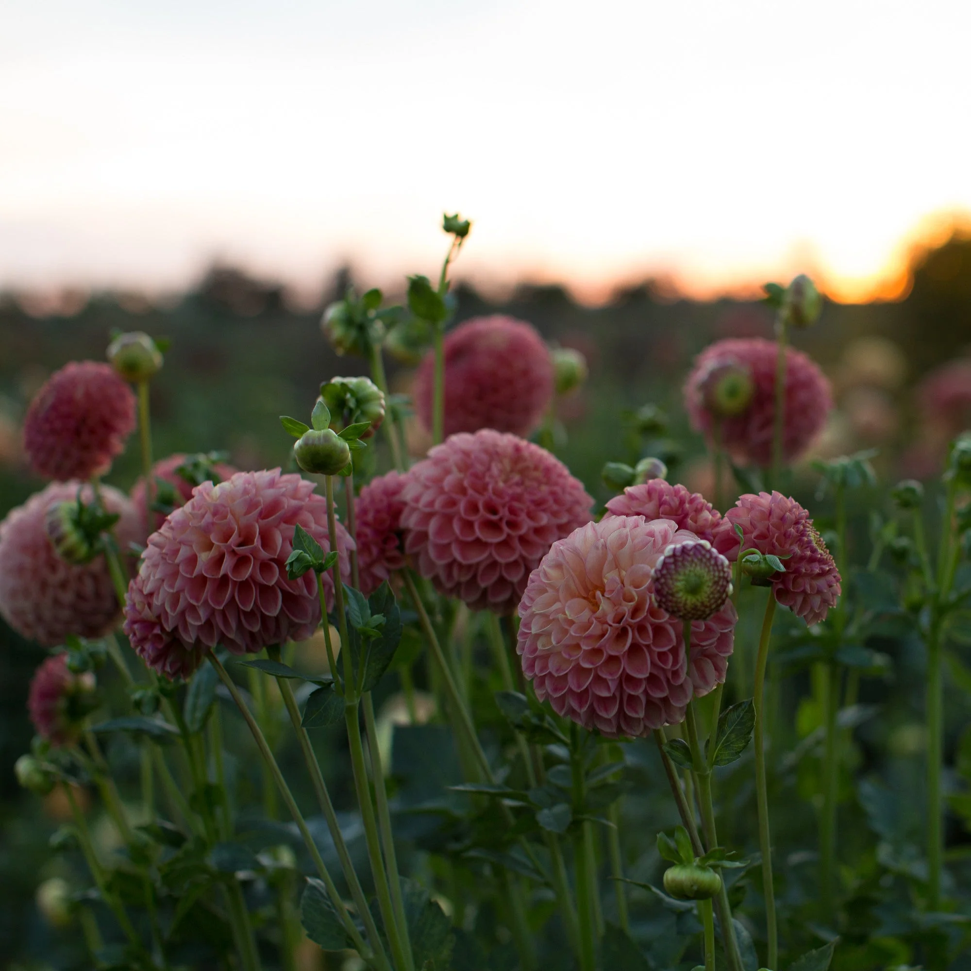 Dahlia Snoho Doris - Image 2
