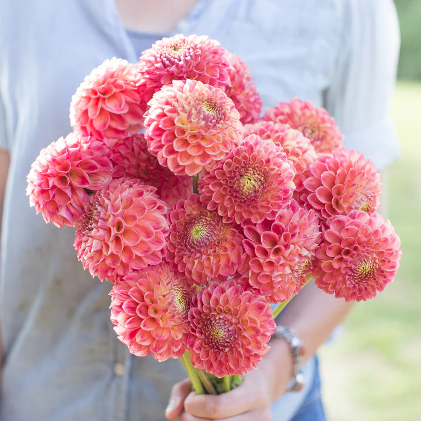 Dahlia Snoho Doris - Image 3