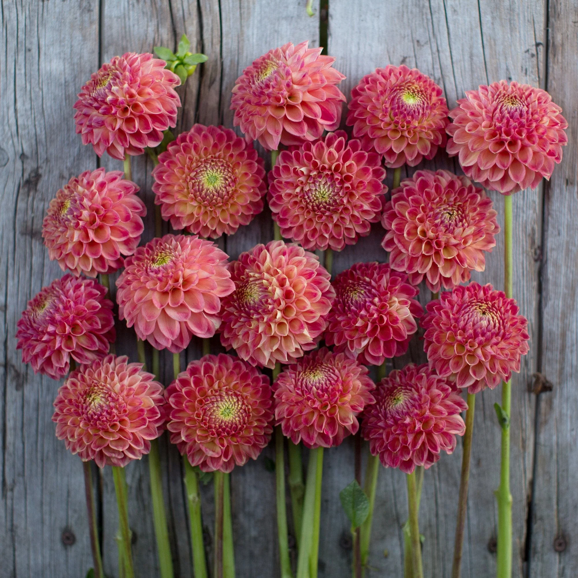 Dahlia Snoho Doris - Image 4