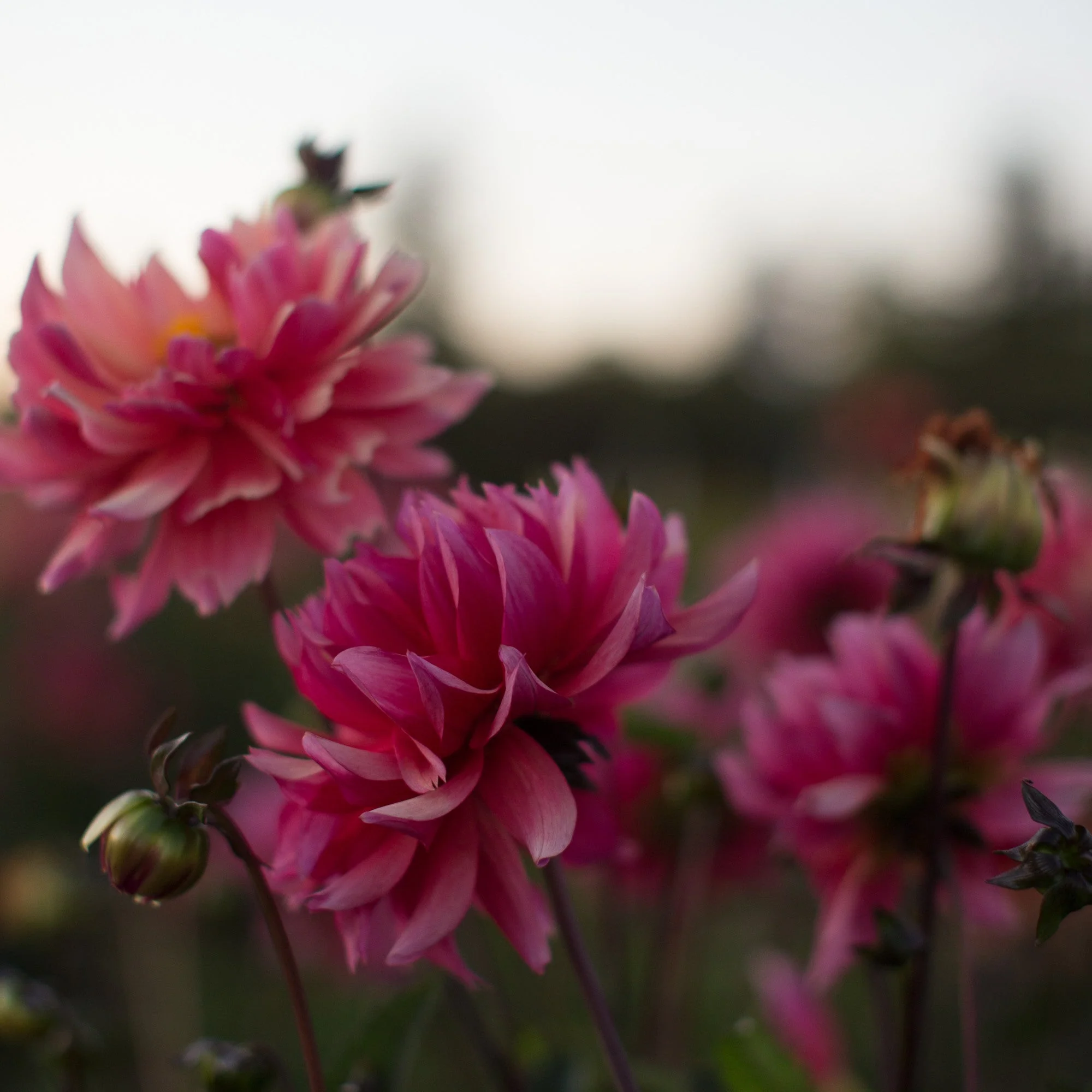 Dahlia Sonic Bloom - Image 3